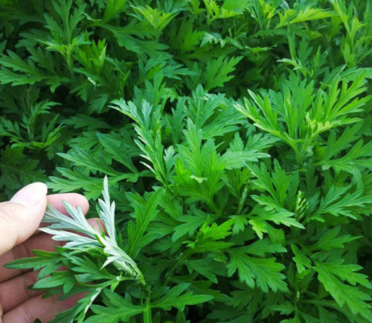 艾草