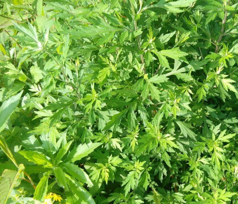 艾草