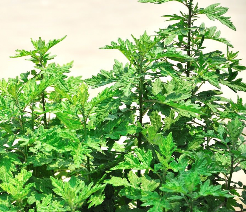 艾草