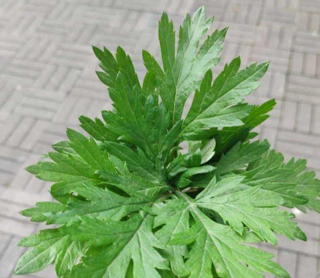 艾草