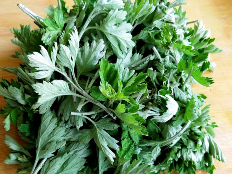艾草