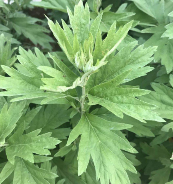 艾草