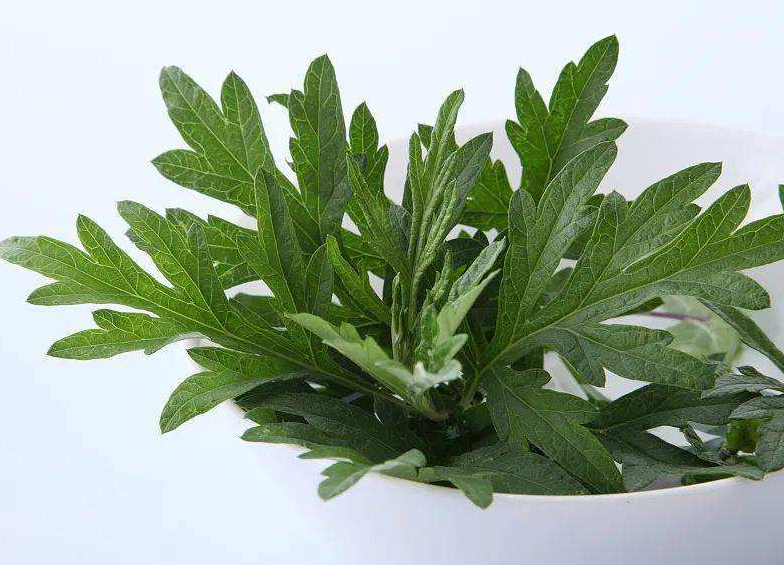 艾草