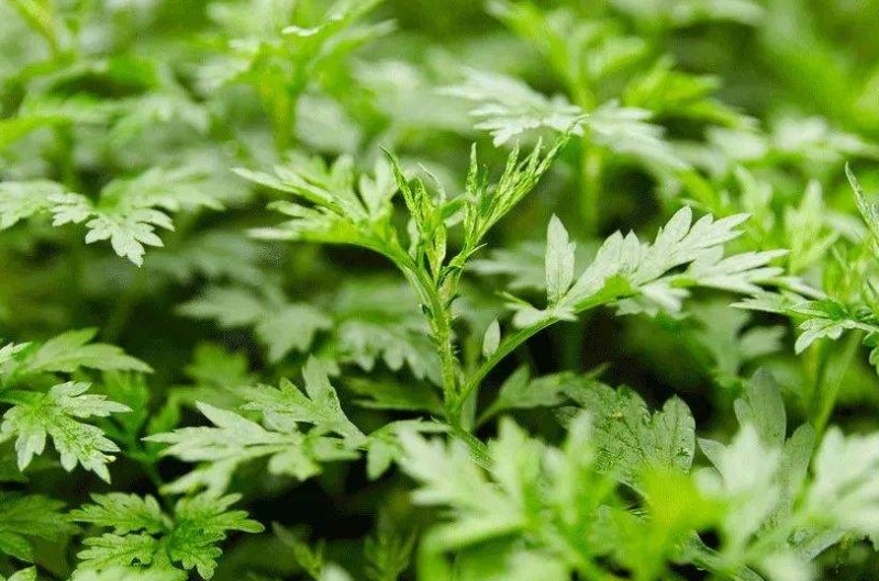 艾草