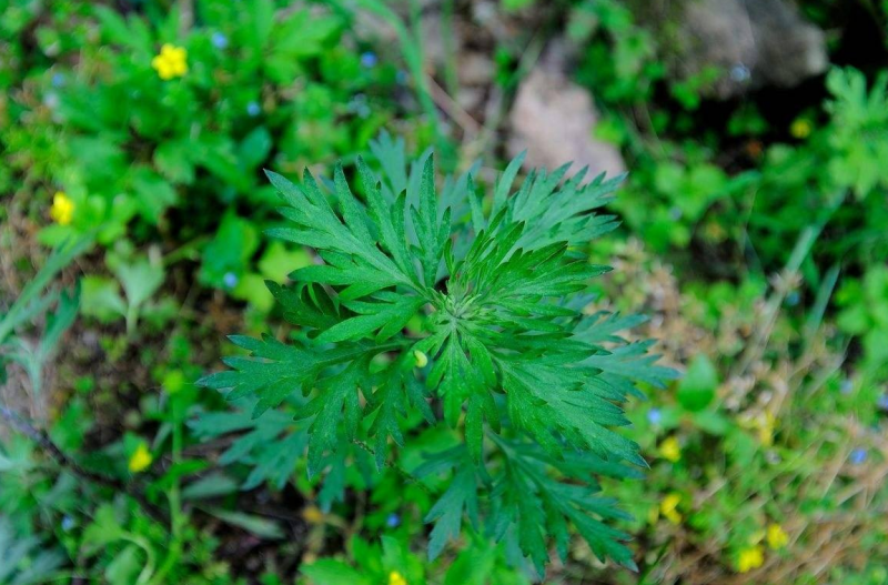 艾草