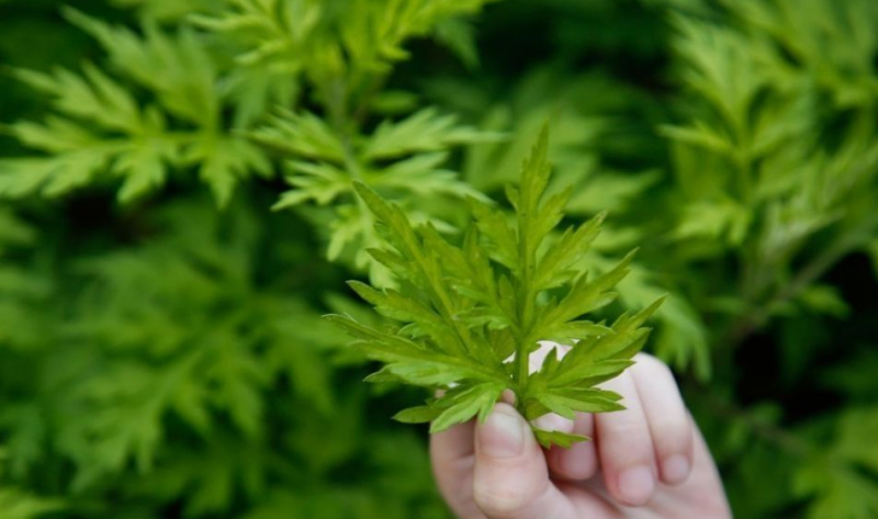 野艾草