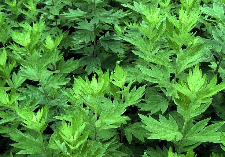 艾草