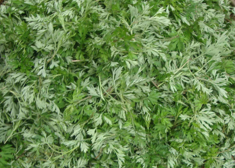艾草