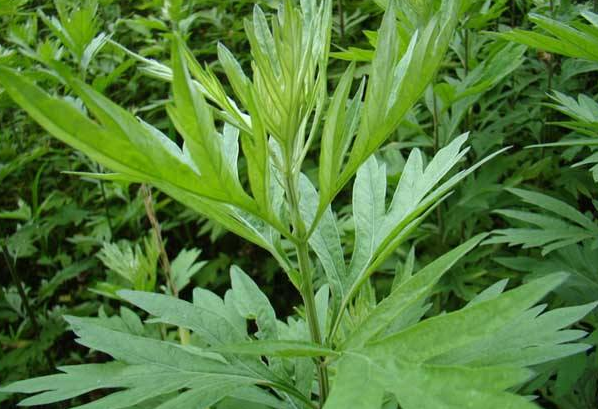 艾草