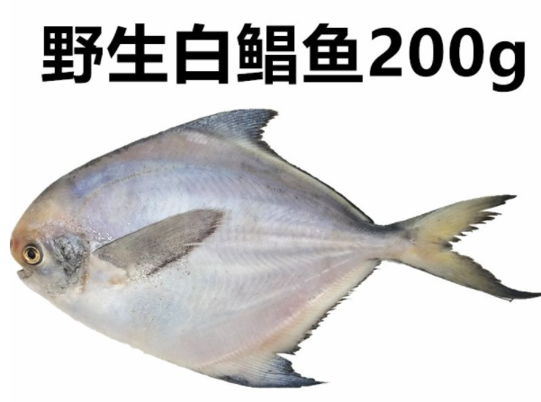 白鲳鱼