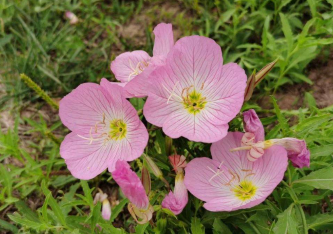月见草