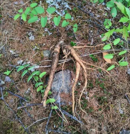 草参