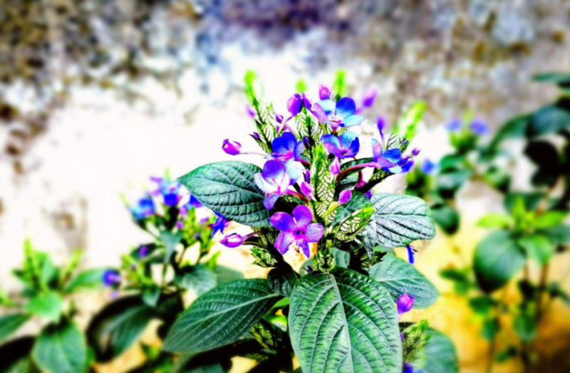 板蓝根花