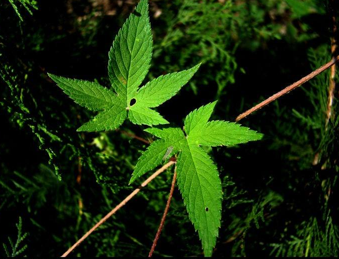 律草