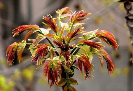 香椿花
