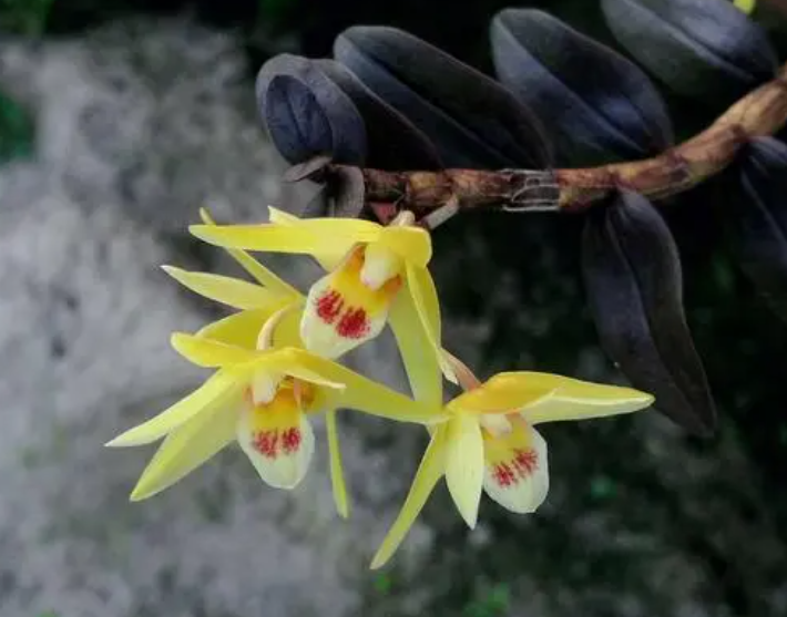 石斛花泡水喝的功效