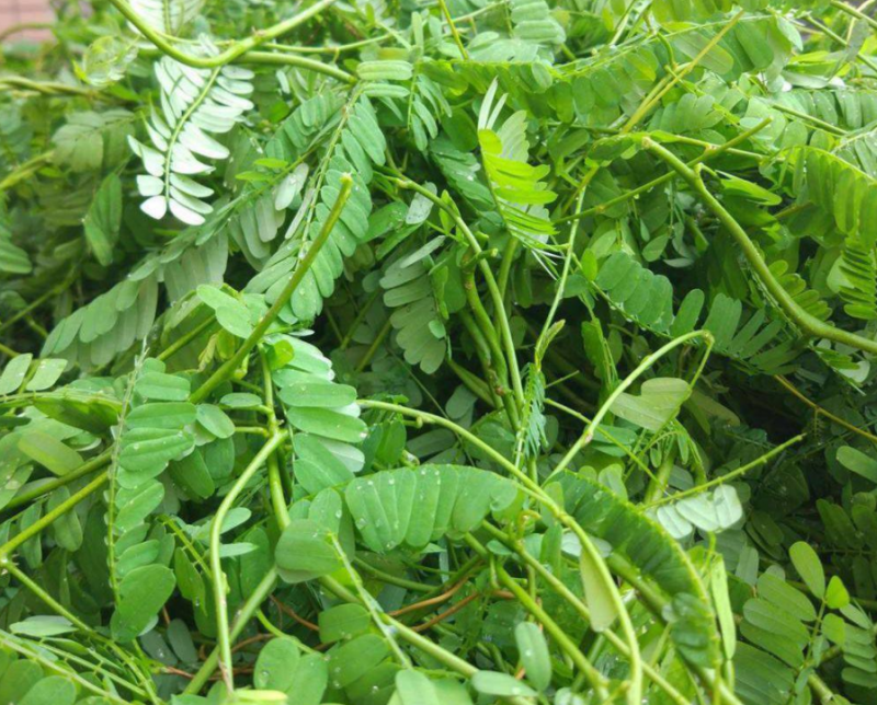 鸡骨草