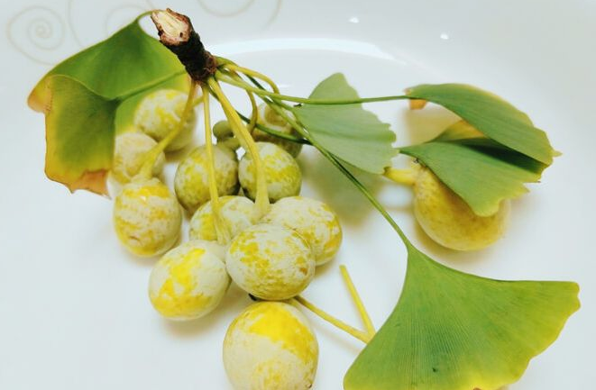 白果白果有什么功效