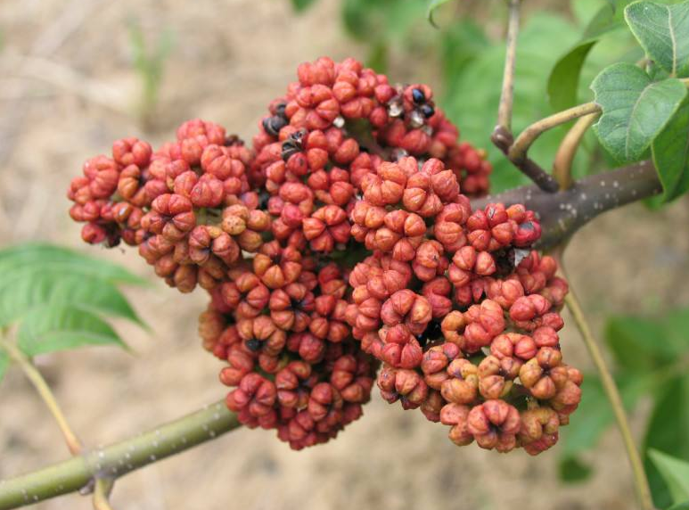 吴茱萸敷脚心治失眠