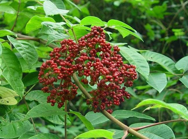 吴茱萸有毒吗