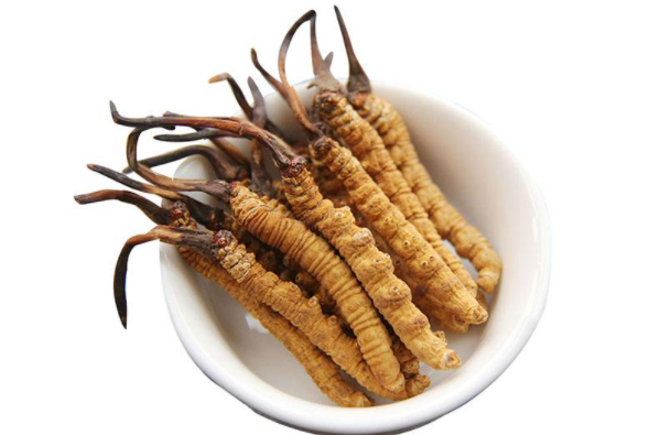 冬虫夏草能治肾病吗