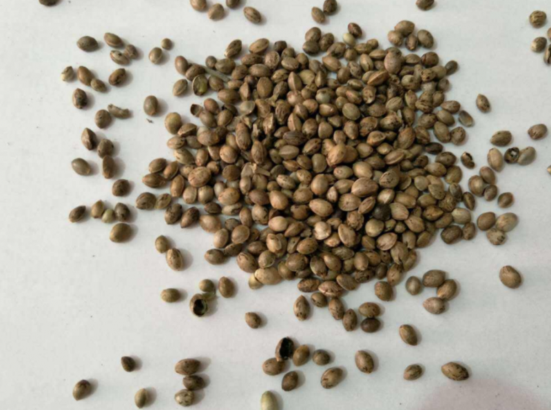 火麻仁怎么吃