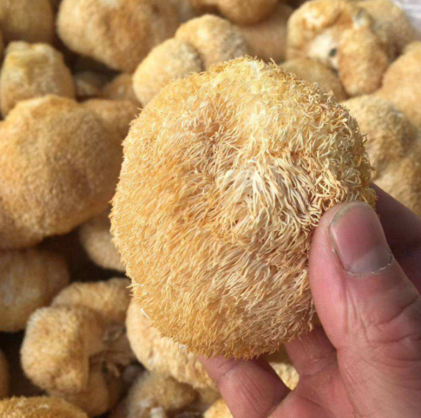 干猴头菇怎么吃