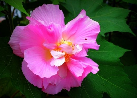 芙蓉花功效作用有哪些