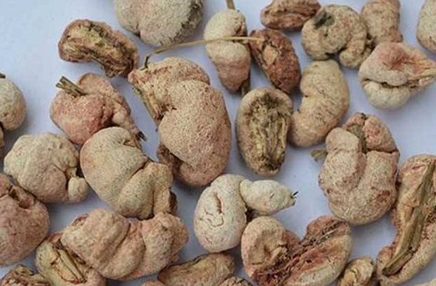 竹黄泡酒的功效作用有哪些？