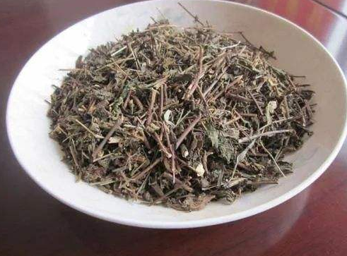 蚂蚁草的功效作用，你了解吗？