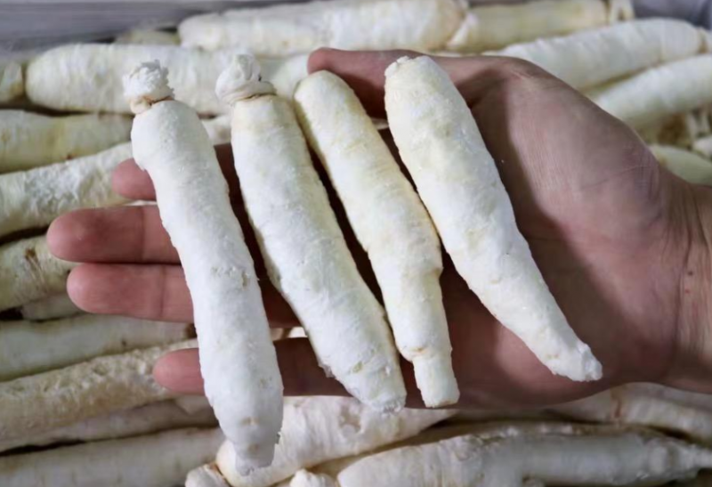 白糖参都有哪些功效作用?