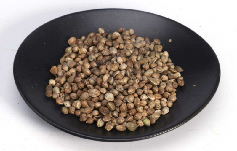 火麻子的功效作用有哪些