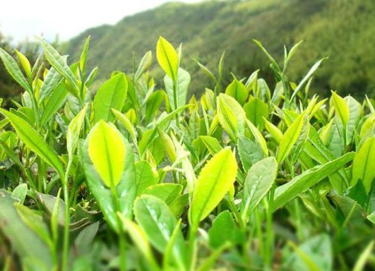 白嵩泡水的功效和作用，白嵩是谁的克星？