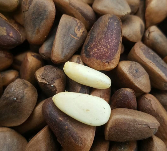 松树籽的作用和功效