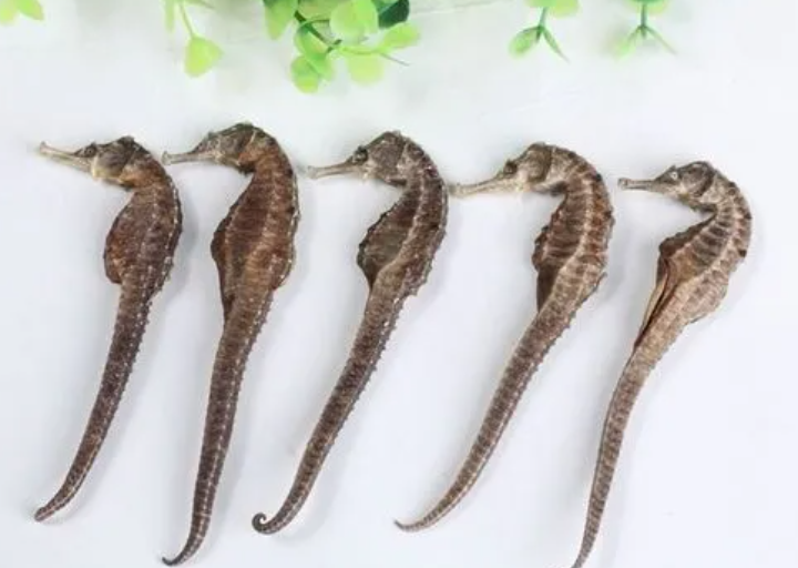 海马怎么吃补肾呢？