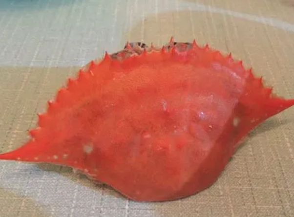 螃蟹壳的功效与作用