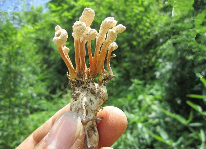 蝉花泡酒的功效有哪些？