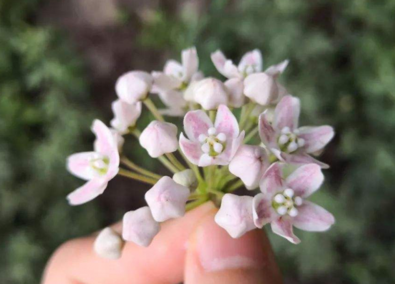 奶浆花的功效和作用是什么