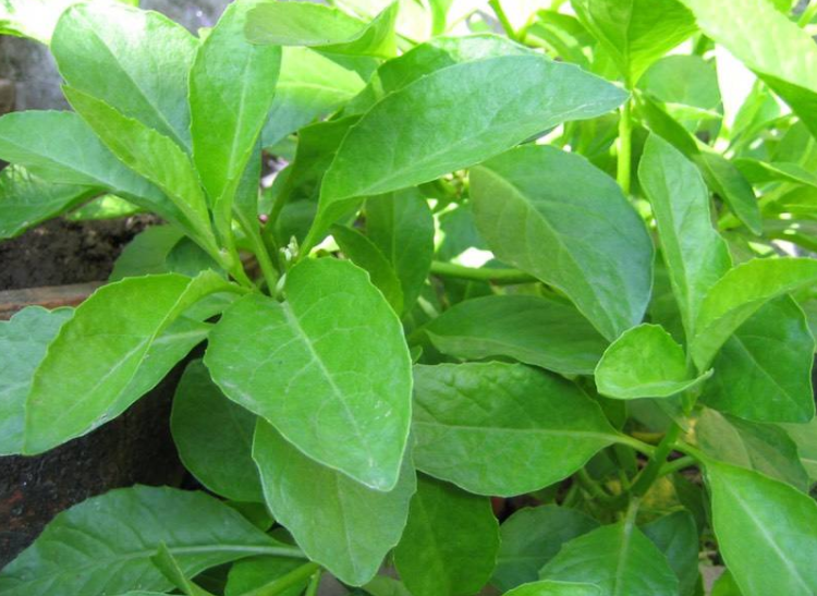 ​马子菜熬水治什么病