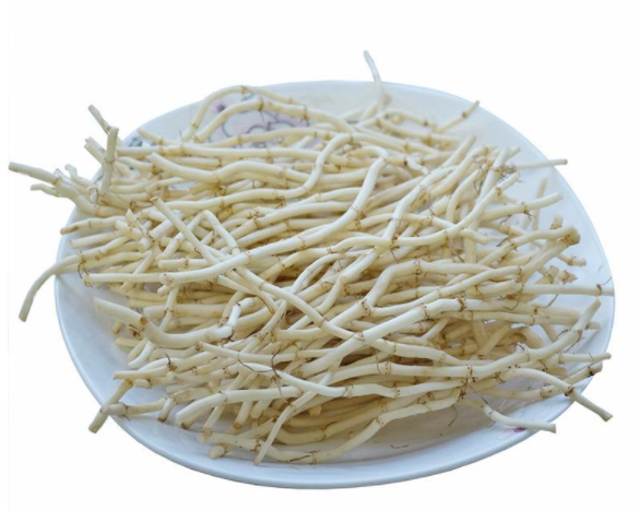 鱼星草根的功效与作用是什么