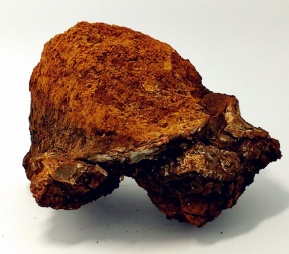 桦树黄的功效与作用是什么?