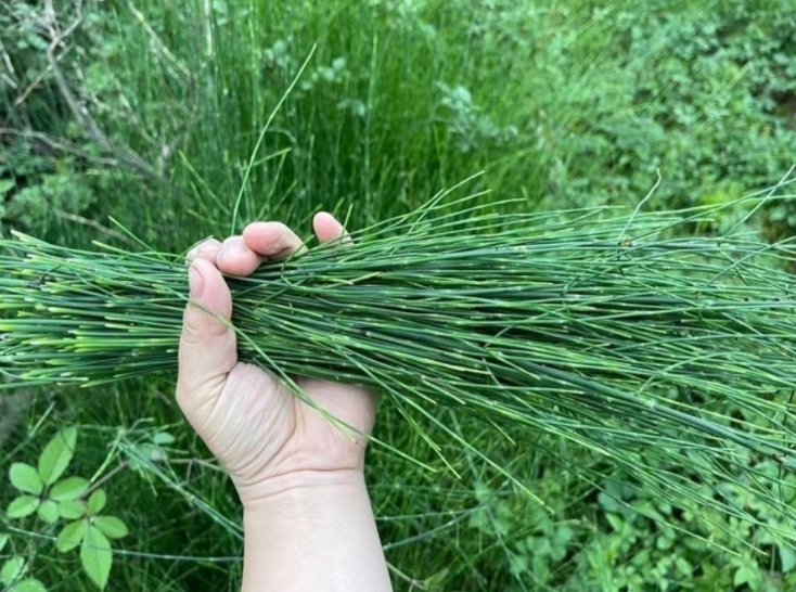节节草用水煮治什么病
