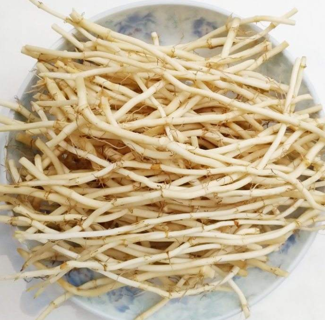 鱼腥草