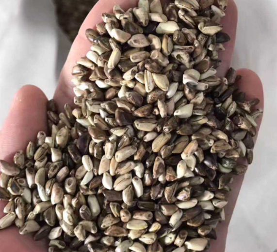不积草籽的作用和功效？