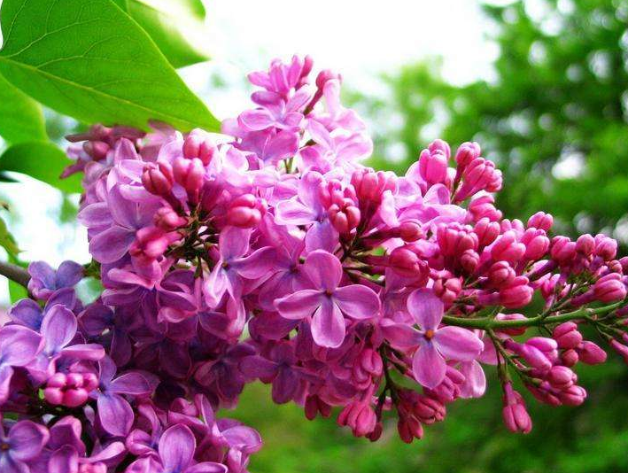 丁香和桂花治口臭吗？