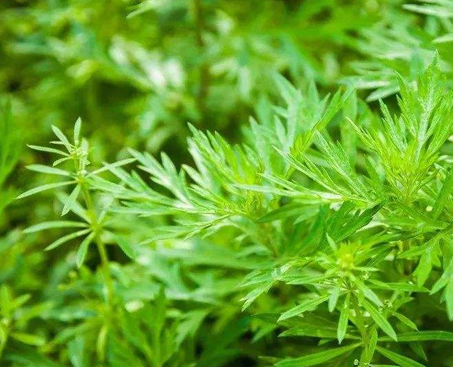 中药青蒿的功效与作用