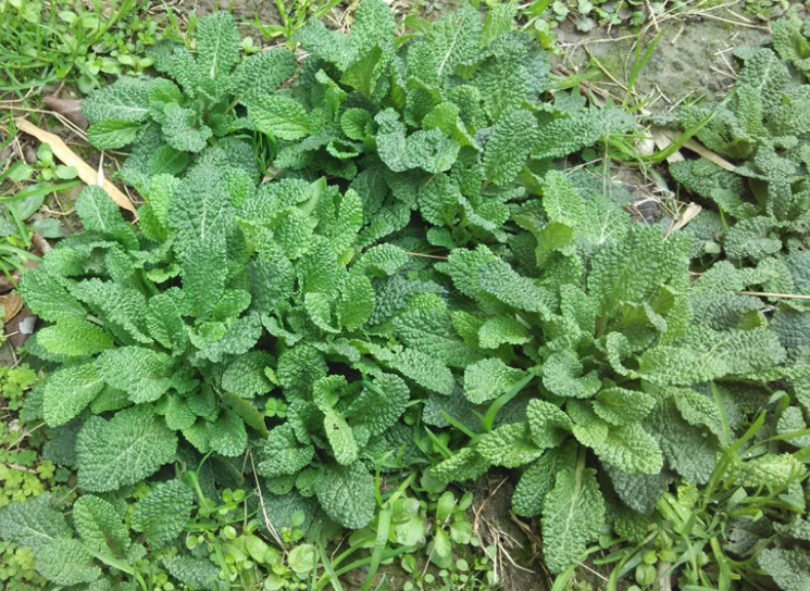 癞蛤蟆草治疗痔疮
