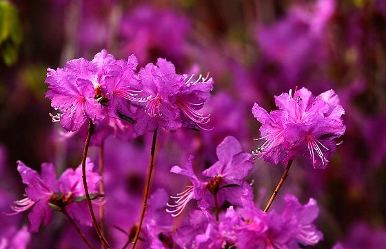 达达香花的功效