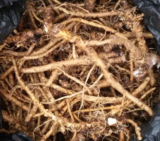 婆婆丁根的功效与作用