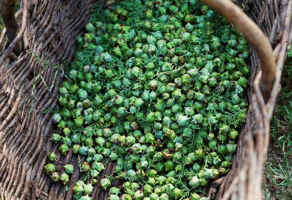 柏树籽的作用与功效
